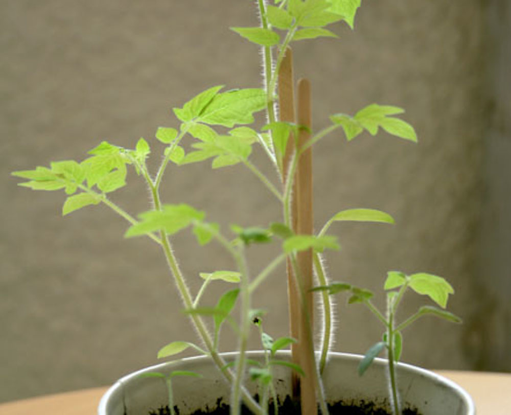 Growing Tomato Seed Paper