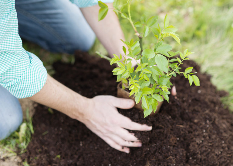 a person planting a tree