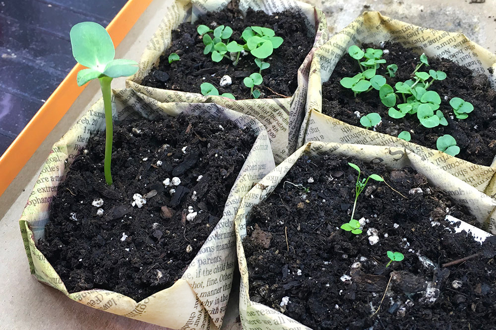 sprouts growing out of newspaper seed starters