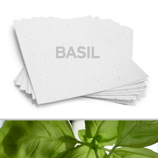 This 8.5 x 11 White Basil Plantable Seed Paper grows savoury basil when planted.