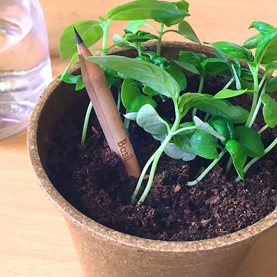 Watch this short video to learn how to plant and grow fresh basil from this eco-friendly plantable SproutTM pencil!