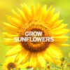 grow sunflowers