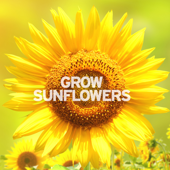 grow sunflowers