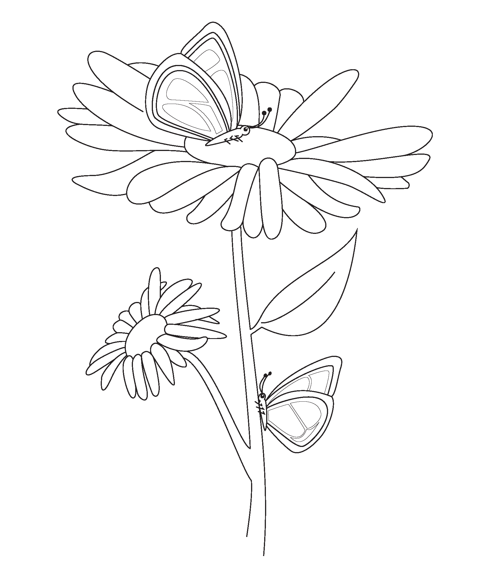 Free Printable Coloring Pages   Botanical PaperWorks