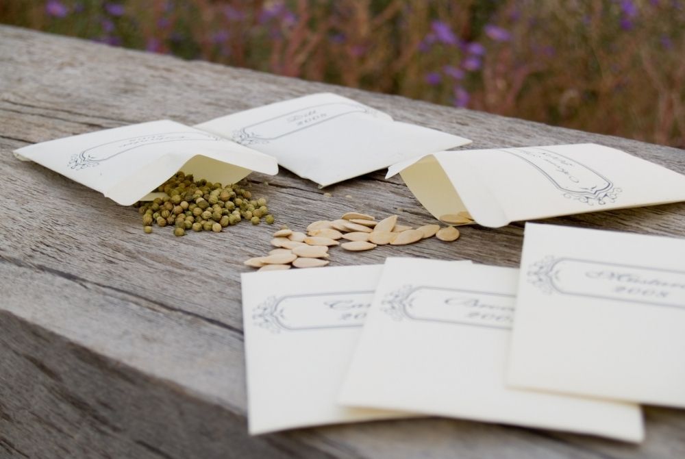Seed saving envelopes opened on a wood bench with coriander and pumpkin seeds spilling out