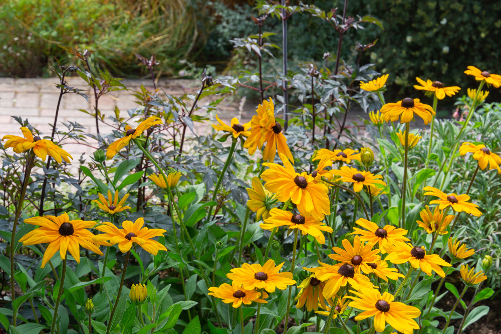 a garden full of black-eyed susan wildflowers