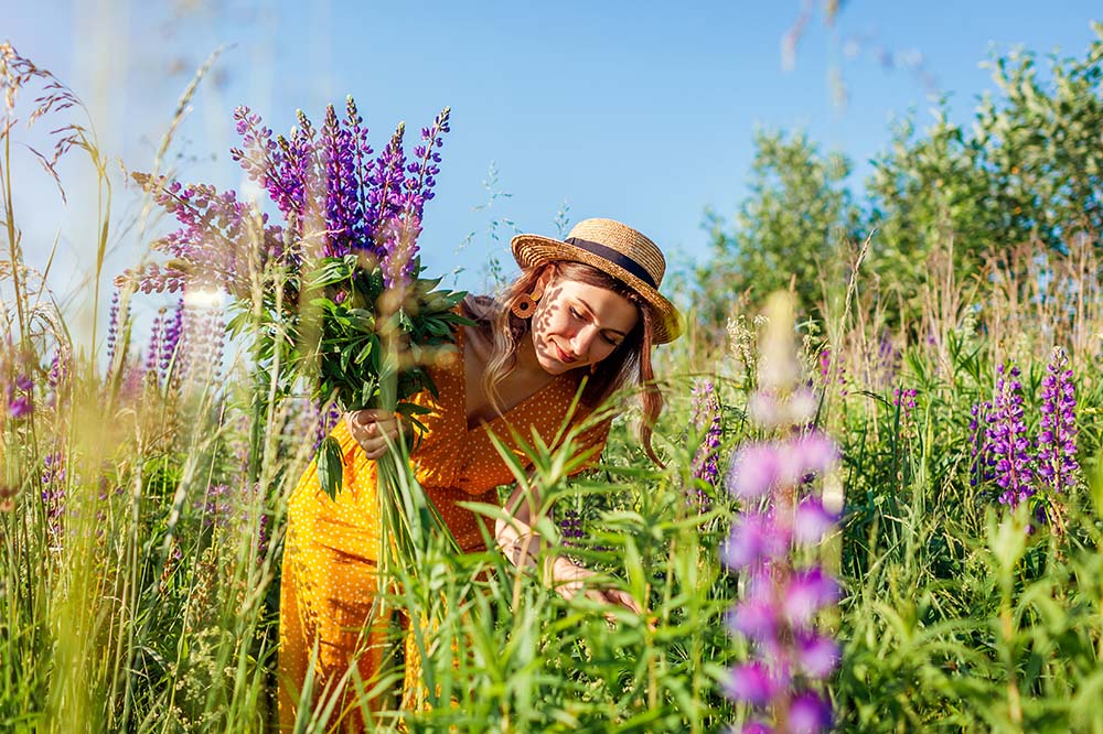 woman picking lupine flowers from a garden