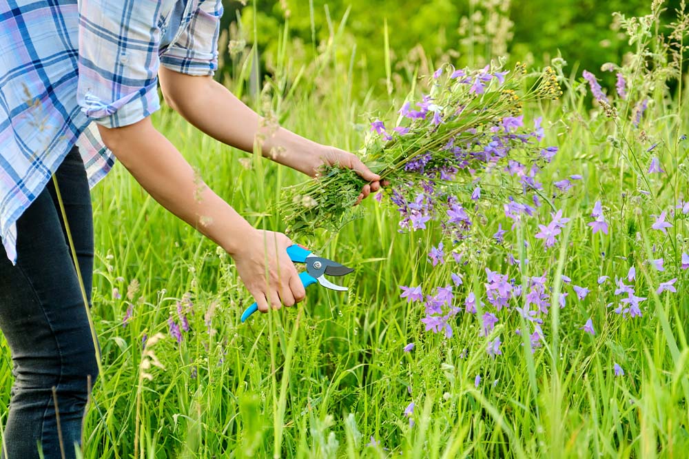 woman picking wildflower stems from a meadow