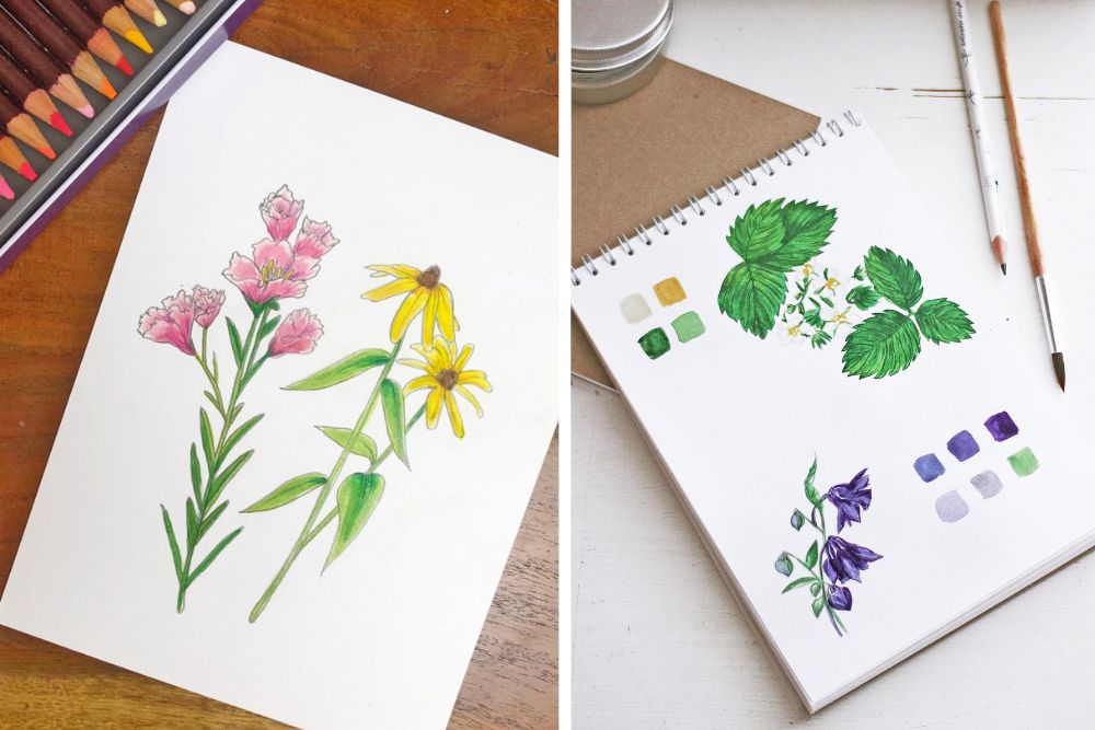drawing wildflowers for national wildflower week