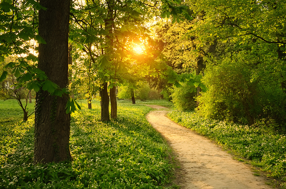 A path through a wooded area with the sun poking through the trees