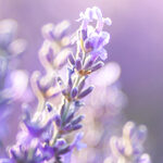 Soothing Lavender