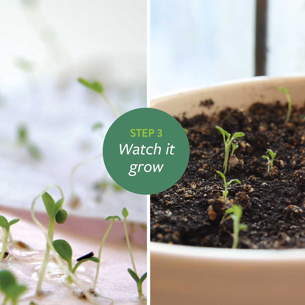 Earth Day Planting Sticks - Botanical PaperWorks