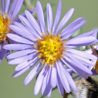 Smooth-Blue-Aster