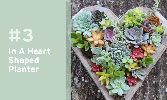 Heart shaped planter of succulents.