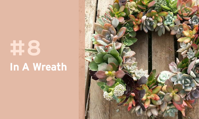 Arranged succulents in a wreath for summer decor.