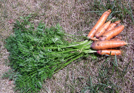 carrot seed paper carrots