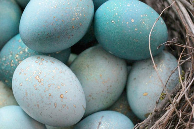 Get ideas for Easter craft projects including these beautiful gold speckled robin eggs.