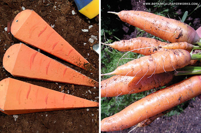 Once the treats have been removed from the shapes, the real fun begins! Since the seed paper is 100% biodegradable, you and your kids can plant them in a pot or garden to grow a REAL bundle of fresh and delicious carrots.