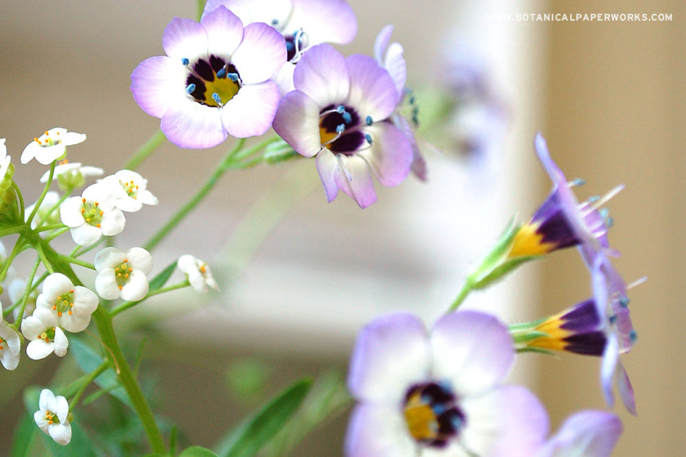 Plant seed paper and grow a blend of colorful wildflowers!