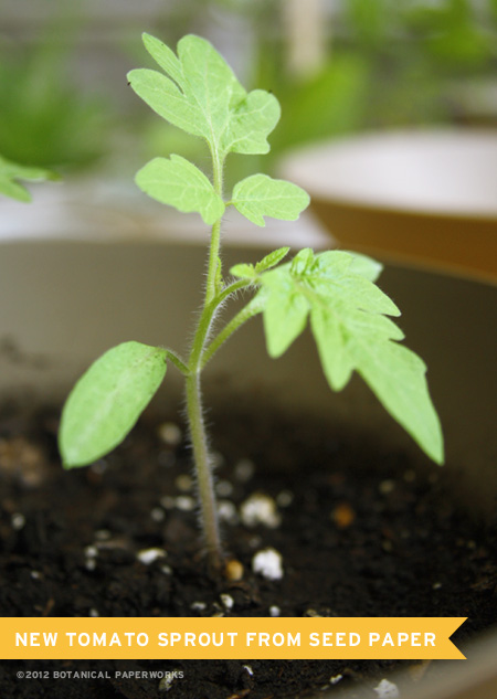 belastning I udlandet service Growing Tomato Seed Paper: Week 11