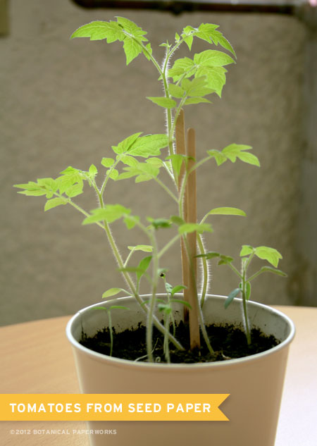 tomato plant growing from tomato seed paper