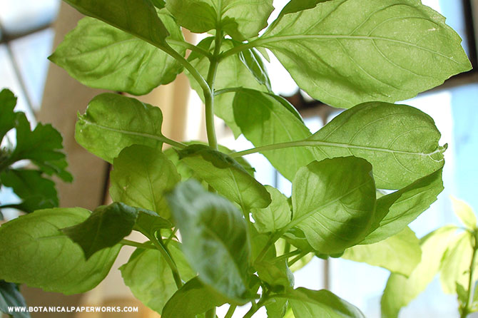 Grow fresh basil and don't leave any waste behind with plantable seed paper!